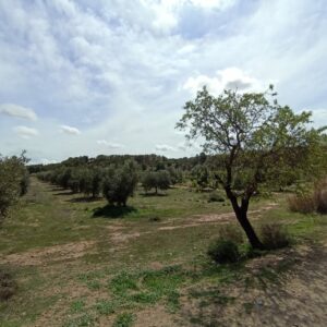 Cortijo de Andacuez