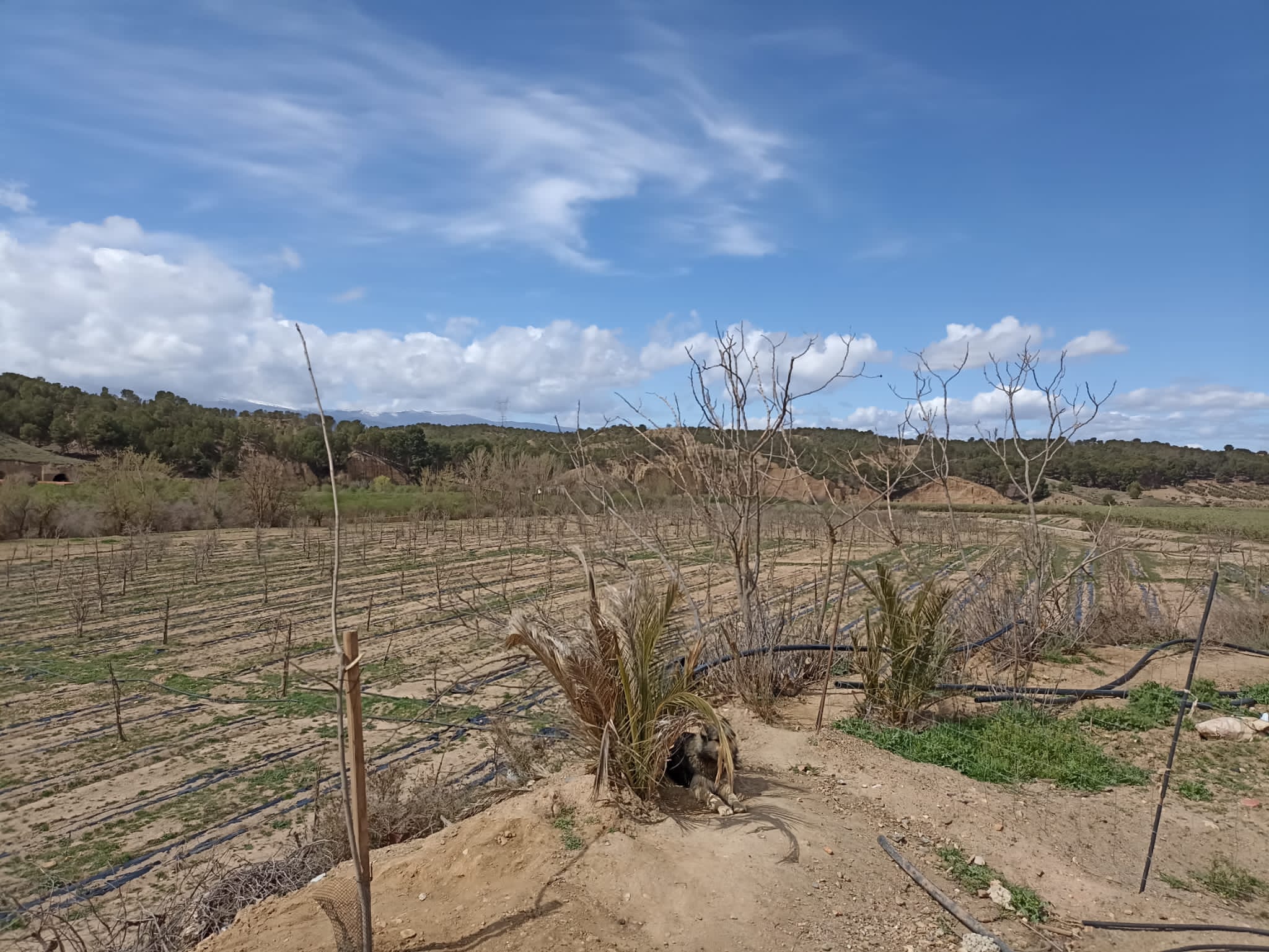 Cortijo de Andacuez - Imagen 2